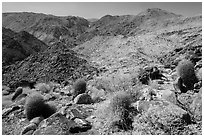 Colorful barrel cacti and Queen Mountains. Joshua Tree National Park ( black and white)