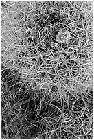Close-up of barrel cactus top. Joshua Tree National Park ( black and white)