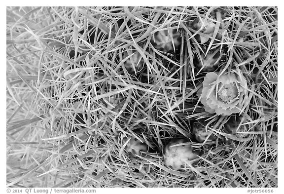 Close-up of barrel cactus bloom and spines. Joshua Tree National Park (black and white)