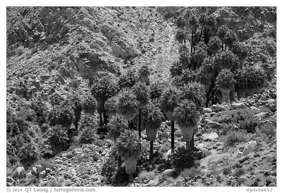Forty-nine palms Oasis. Joshua Tree National Park (black and white)