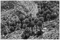 Forty-nine palms Oasis. Joshua Tree National Park ( black and white)
