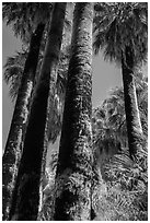 California Fan palms with charred trunks. Joshua Tree National Park ( black and white)