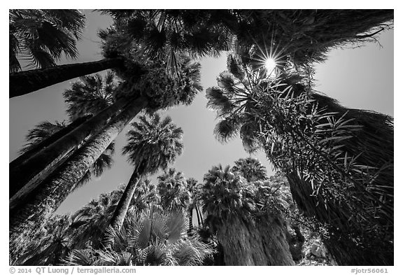 Looking up palm trees in 49 Palms Oasis. Joshua Tree National Park (black and white)