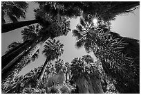 Looking up palm trees in 49 Palms Oasis. Joshua Tree National Park ( black and white)