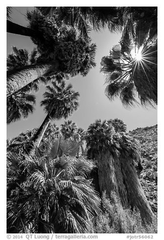 Looking up California palms, Forty-nine palms Oasis. Joshua Tree National Park (black and white)