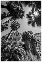Looking up California palms, Forty-nine palms Oasis. Joshua Tree National Park ( black and white)