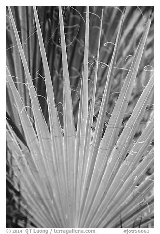 Palm detail, Forty-nine palms Oasis. Joshua Tree National Park (black and white)