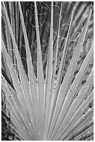 Palm detail, Forty-nine palms Oasis. Joshua Tree National Park ( black and white)