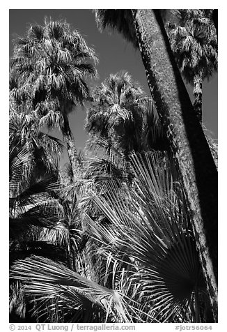 Palms and trunks, Forty-nine palms Oasis. Joshua Tree National Park (black and white)
