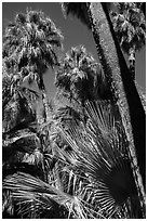Palms and trunks, Forty-nine palms Oasis. Joshua Tree National Park ( black and white)