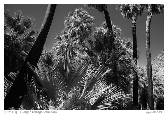 California palm trees, 49 Palms Oasis. Joshua Tree National Park (black and white)