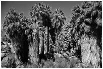 California fan palm trees with frond skirts, 49 Palms Oasis. Joshua Tree National Park ( black and white)