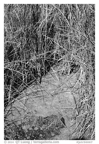 Grasses and pond, 49 Palms Oasis. Joshua Tree National Park (black and white)