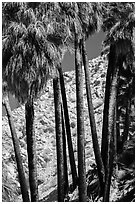 Trunks of California fan palm trees. Joshua Tree National Park ( black and white)