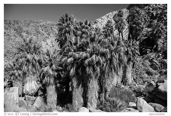 California fan palms, Forty-nine Palms Oasis. Joshua Tree National Park (black and white)