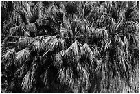 Canopy of California fan palms. Joshua Tree National Park ( black and white)