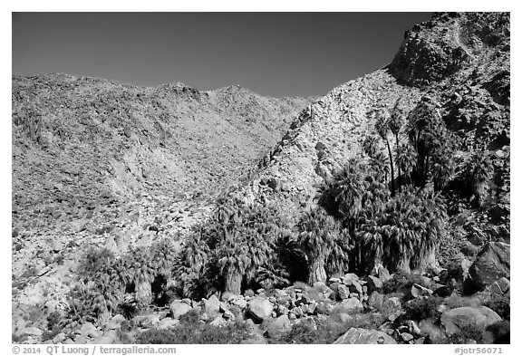 Rocky canyon and 49 Palms Oasis. Joshua Tree National Park (black and white)