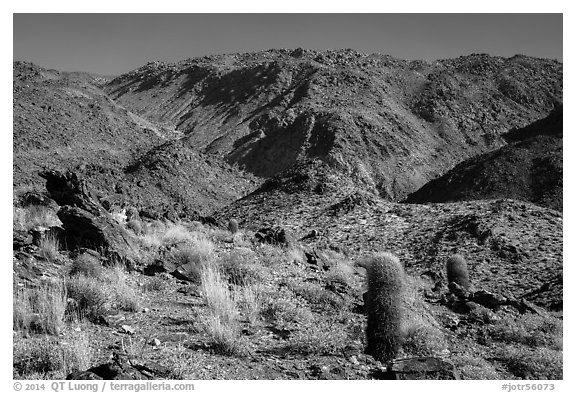 Barrel cacti and craggy hills. Joshua Tree National Park (black and white)
