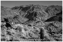 Barrel cacti and craggy hills. Joshua Tree National Park ( black and white)
