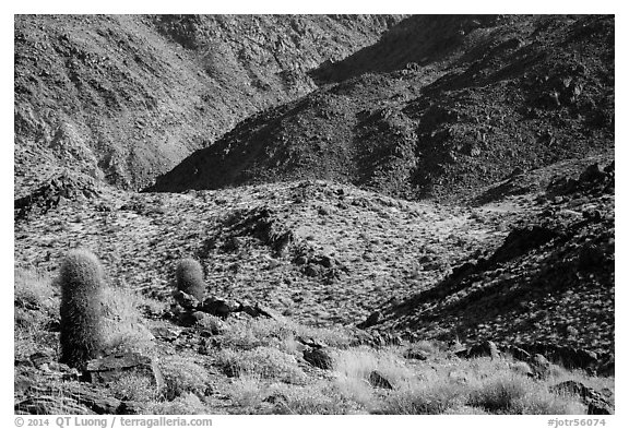 Barrel cacti and rocky slopes. Joshua Tree National Park (black and white)