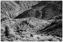 Barrel cacti and rocky slopes. Joshua Tree National Park ( black and white)