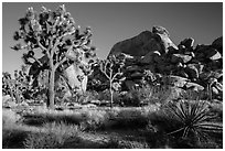 Joshua trees and boulder outcrops. Joshua Tree National Park ( black and white)