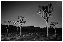 Joshua trees at night. Joshua Tree National Park ( black and white)