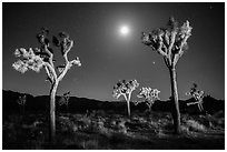 Joshua trees and moon at night. Joshua Tree National Park ( black and white)