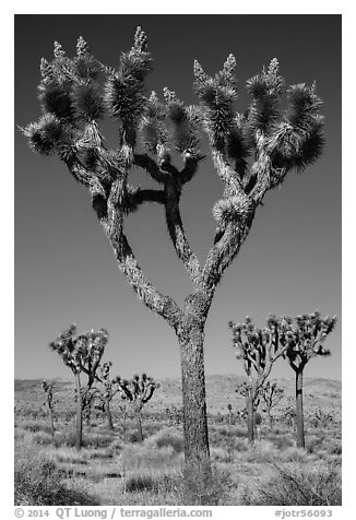 Joshua trees with seeds. Joshua Tree National Park (black and white)