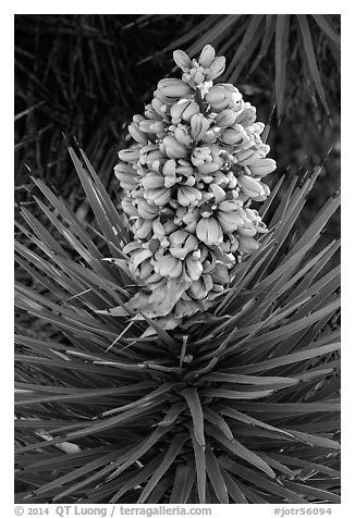 Evergreen leaves and flowers of Joshua tree. Joshua Tree National Park (black and white)