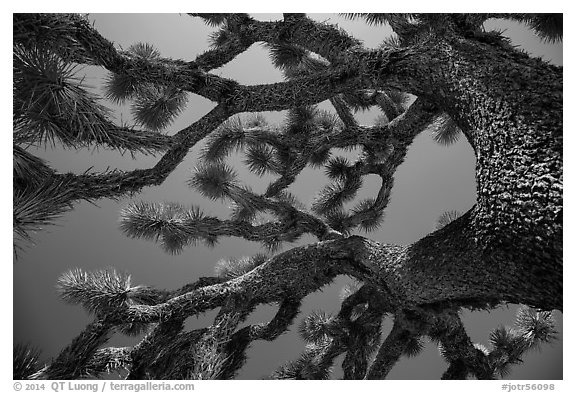 Looking up Joshua tree (Yucca brevifolia). Joshua Tree National Park (black and white)