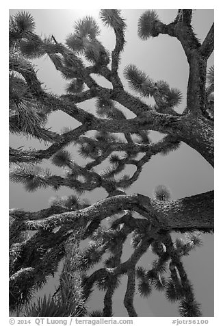 Branches of yucca palm (Yucca brevifolia). Joshua Tree National Park (black and white)