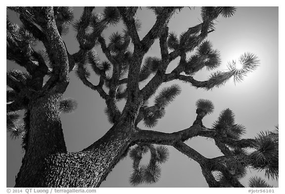 Joshua tree (Yucca brevifolia) and sun. Joshua Tree National Park (black and white)