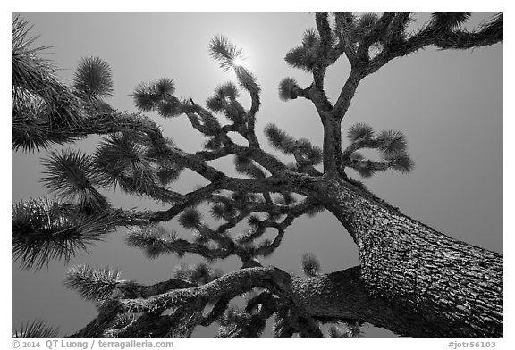 Tree yucca (Yucca brevifolia) and sun. Joshua Tree National Park (black and white)