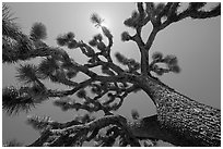 Tree yucca (Yucca brevifolia) and sun. Joshua Tree National Park ( black and white)