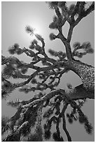 Palm tree yucca (Yucca brevifolia) and sun. Joshua Tree National Park ( black and white)