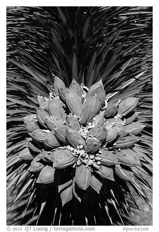Close-up of Joshua tree seeds. Joshua Tree National Park (black and white)