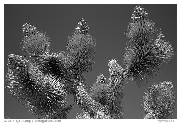 Tip of Joshua tree branches with seeds. Joshua Tree National Park (black and white)