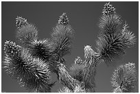 Tip of Joshua tree branches with seeds. Joshua Tree National Park ( black and white)