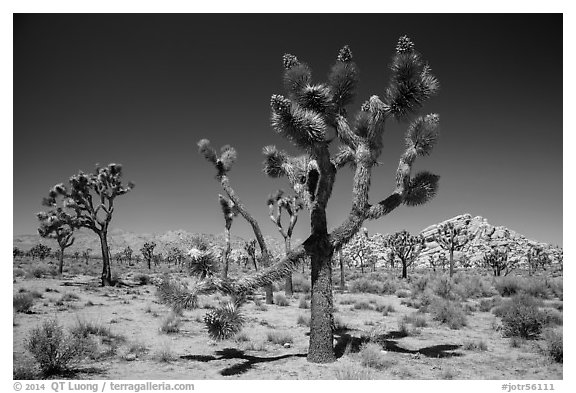 Palm tree yuccas in seed. Joshua Tree National Park (black and white)