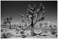 Palm tree yuccas in seed. Joshua Tree National Park ( black and white)