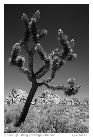 Palm Tree Yucca (Yucca brevifolia) with seeds. Joshua Tree National Park (black and white)