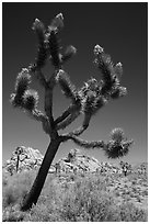 Palm Tree Yucca (Yucca brevifolia) with seeds. Joshua Tree National Park ( black and white)