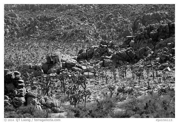 Joshua trees nestled amongst stacks of boulders. Joshua Tree National Park (black and white)