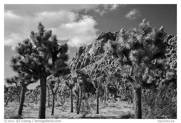 Joshua trees in seed and towering boulder outcrop. Joshua Tree National Park (black and white)