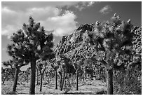 Joshua trees in seed and towering boulder outcrop. Joshua Tree National Park ( black and white)