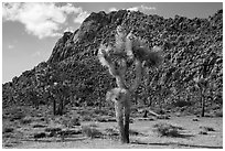 Joshua trees in seed and towering boulder wall. Joshua Tree National Park ( black and white)