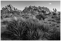 Flowering yuccas and boulders. Joshua Tree National Park ( black and white)