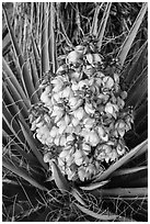 Close-up of yucca flower. Joshua Tree National Park ( black and white)