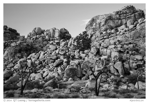 Joshua trees and tall rock outcrops. Joshua Tree National Park (black and white)